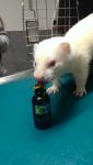 Ferret
