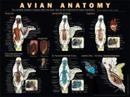 Poster anatomie du perroquet 