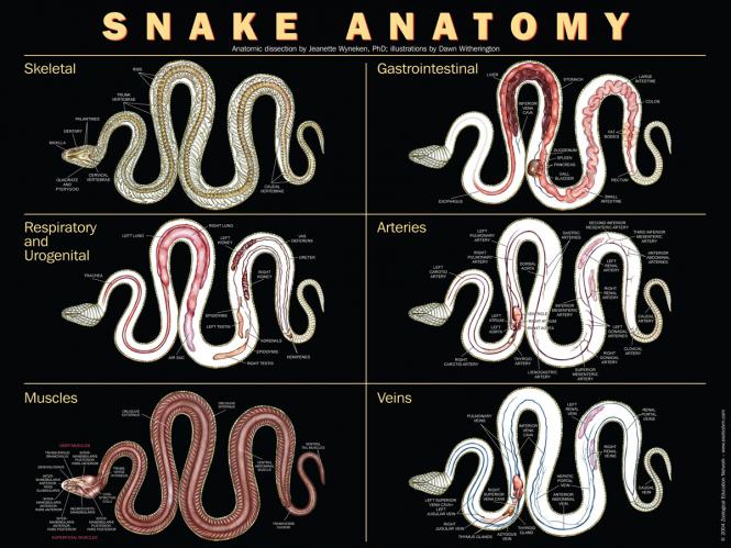 Poster Schlangenanatomie 