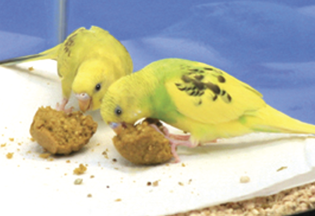 Shop for parrots and other birds health Bird Bread Pepper online shop
